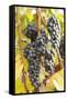 Red Wine Grapes, Autumn, Uhlbach, Baden Wurttemberg, Germany, Europe-Markus Lange-Framed Stretched Canvas