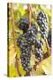 Red Wine Grapes, Autumn, Uhlbach, Baden Wurttemberg, Germany, Europe-Markus Lange-Stretched Canvas