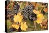 Red Wine Grapes, Autumn, Uhlbach, Baden Wurttemberg, Germany, Europe-Markus Lange-Stretched Canvas