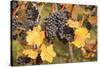 Red Wine Grapes, Autumn, Uhlbach, Baden Wurttemberg, Germany, Europe-Markus Lange-Stretched Canvas