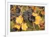 Red Wine Grapes, Autumn, Uhlbach, Baden Wurttemberg, Germany, Europe-Markus Lange-Framed Photographic Print