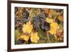 Red Wine Grapes, Autumn, Uhlbach, Baden Wurttemberg, Germany, Europe-Markus Lange-Framed Photographic Print