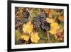 Red Wine Grapes, Autumn, Uhlbach, Baden Wurttemberg, Germany, Europe-Markus Lange-Framed Photographic Print