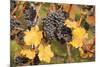 Red Wine Grapes, Autumn, Uhlbach, Baden Wurttemberg, Germany, Europe-Markus Lange-Mounted Photographic Print