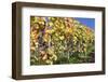 Red Wine Grapes, Autumn, Uhlbach, Baden Wurttemberg, Germany, Europe-Markus Lange-Framed Photographic Print