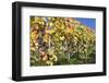 Red Wine Grapes, Autumn, Uhlbach, Baden Wurttemberg, Germany, Europe-Markus Lange-Framed Photographic Print