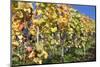 Red Wine Grapes, Autumn, Uhlbach, Baden Wurttemberg, Germany, Europe-Markus Lange-Mounted Photographic Print