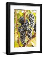Red Wine Grapes, Autumn, Uhlbach, Baden Wurttemberg, Germany, Europe-Markus Lange-Framed Premium Photographic Print