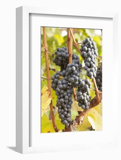 Red Wine Grapes, Autumn, Uhlbach, Baden Wurttemberg, Germany, Europe-Markus Lange-Framed Photographic Print