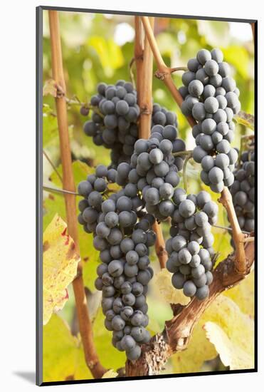 Red Wine Grapes, Autumn, Uhlbach, Baden Wurttemberg, Germany, Europe-Markus Lange-Mounted Photographic Print