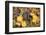 Red Wine Grapes, Autumn, Uhlbach, Baden Wurttemberg, Germany, Europe-Markus Lange-Framed Photographic Print