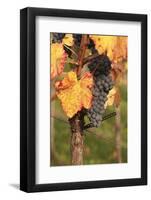 Red Wine Grapes, Autumn, Uhlbach, Baden Wurttemberg, Germany, Europe-Markus Lange-Framed Photographic Print