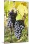 Red Wine Grapes in Autumn, Uhlbach, Stuttgart, Baden Wurttemberg, Germany, Europe-Markus-Mounted Photographic Print