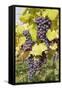 Red Wine Grapes in Autumn, Uhlbach, Stuttgart, Baden Wurttemberg, Germany, Europe-Markus-Framed Stretched Canvas