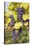 Red Wine Grapes in Autumn, Uhlbach, Stuttgart, Baden Wurttemberg, Germany, Europe-Markus-Stretched Canvas