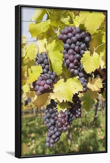 Red Wine Grapes in Autumn, Uhlbach, Stuttgart, Baden Wurttemberg, Germany, Europe-Markus-Framed Photographic Print