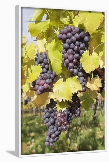 Red Wine Grapes in Autumn, Uhlbach, Stuttgart, Baden Wurttemberg, Germany, Europe-Markus-Framed Photographic Print