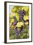 Red Wine Grapes in Autumn, Uhlbach, Stuttgart, Baden Wurttemberg, Germany, Europe-Markus-Framed Photographic Print