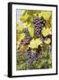 Red Wine Grapes in Autumn, Uhlbach, Stuttgart, Baden Wurttemberg, Germany, Europe-Markus-Framed Photographic Print