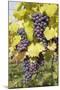 Red Wine Grapes in Autumn, Uhlbach, Stuttgart, Baden Wurttemberg, Germany, Europe-Markus-Mounted Photographic Print