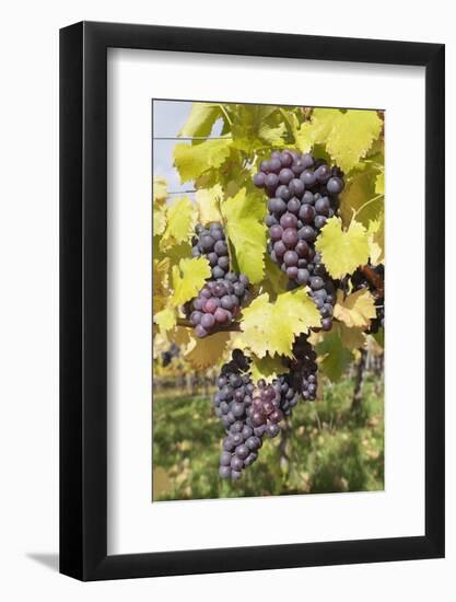 Red Wine Grapes in Autumn, Uhlbach, Stuttgart, Baden Wurttemberg, Germany, Europe-Markus-Framed Photographic Print