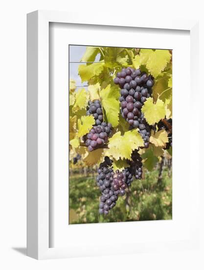 Red Wine Grapes in Autumn, Uhlbach, Stuttgart, Baden Wurttemberg, Germany, Europe-Markus-Framed Photographic Print