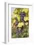 Red Wine Grapes in Autumn, Uhlbach, Stuttgart, Baden Wurttemberg, Germany, Europe-Markus-Framed Photographic Print