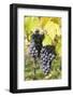 Red Wine Grapes in Autumn, Uhlbach, Stuttgart, Baden Wurttemberg, Germany, Europe-Markus-Framed Photographic Print