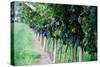 Red Wine Grapes on A Vine Vines on Lake Garda-Helmut1979-Stretched Canvas