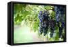 Red Wine Grapes on A Vine Vines on Lake Garda-Helmut1979-Framed Stretched Canvas