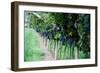 Red Wine Grapes on A Vine Vines on Lake Garda-Helmut1979-Framed Photographic Print