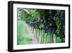 Red Wine Grapes on A Vine Vines on Lake Garda-Helmut1979-Framed Photographic Print