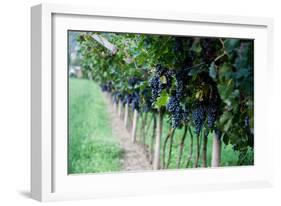 Red Wine Grapes on A Vine Vines on Lake Garda-Helmut1979-Framed Photographic Print