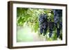 Red Wine Grapes on A Vine Vines on Lake Garda-Helmut1979-Framed Photographic Print