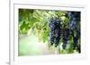 Red Wine Grapes on A Vine Vines on Lake Garda-Helmut1979-Framed Photographic Print