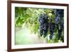 Red Wine Grapes on A Vine Vines on Lake Garda-Helmut1979-Framed Photographic Print