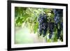 Red Wine Grapes on A Vine Vines on Lake Garda-Helmut1979-Framed Photographic Print