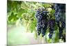Red Wine Grapes on A Vine Vines on Lake Garda-Helmut1979-Mounted Photographic Print