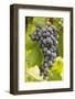 Red Wine Grapes on the Vine-Foodcollection-Framed Photographic Print