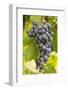 Red Wine Grapes on the Vine-Foodcollection-Framed Photographic Print