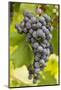 Red Wine Grapes on the Vine-Foodcollection-Mounted Photographic Print