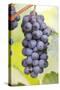 Red Wine Grapes on the Vine-Foodcollection-Stretched Canvas