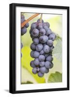 Red Wine Grapes on the Vine-Foodcollection-Framed Photographic Print