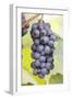 Red Wine Grapes on the Vine-Foodcollection-Framed Photographic Print