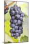 Red Wine Grapes on the Vine-Foodcollection-Mounted Photographic Print