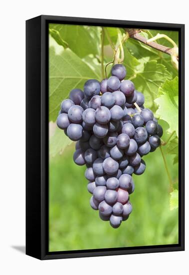 Red Wine Grapes, Uhlbach, Baden Wurttemberg, Germany, Europe-Markus-Framed Stretched Canvas