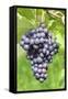 Red Wine Grapes, Uhlbach, Baden Wurttemberg, Germany, Europe-Markus-Framed Stretched Canvas