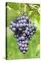 Red Wine Grapes, Uhlbach, Baden Wurttemberg, Germany, Europe-Markus-Stretched Canvas