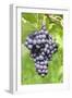 Red Wine Grapes, Uhlbach, Baden Wurttemberg, Germany, Europe-Markus-Framed Photographic Print