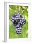 Red Wine Grapes, Uhlbach, Baden Wurttemberg, Germany, Europe-Markus-Framed Photographic Print